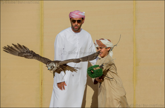 Falconry Fans Flock to Fourth Day of Telwah Competition with 550 competitors
