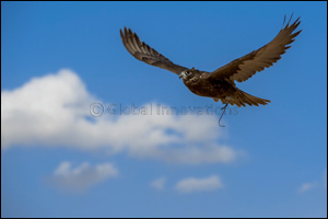 Falconry Fans Flock to Fourth Day of Telwah Competition with 550 competitors
