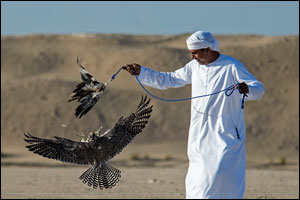 Fazza Championship for Falconry Telwah Enters Exciting Fifth Day