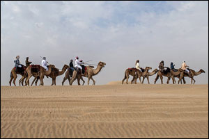 Cultural Camel Trek heading down the home straight