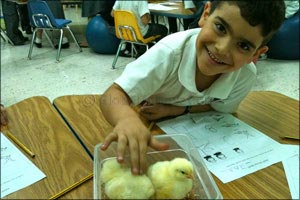 Al Rawdah brings farm life closer to Dubai schools