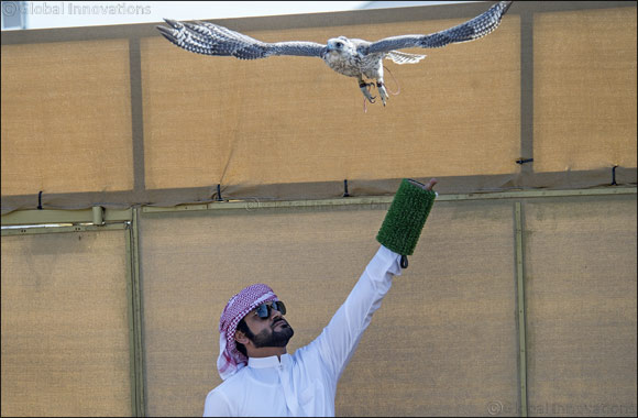 Falcon racing always throws up plenty of imponderables, especially in blustery conditions