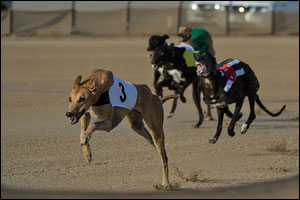 Hundreds of exotic Arabian greyhounds compete in the 9th Saluki Championships in Al Marmoum