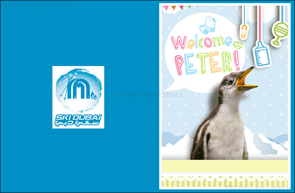 Ski Dubai Welcomes Peter the Gentoo Penguin Chick