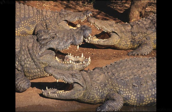 National Geographic Abu Dhabi: July 2016 � Series Premiers