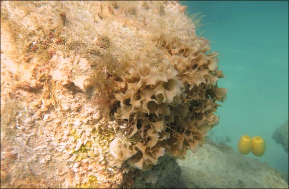 Emirates Nuclear Energy Corporation and Nawah Energy Company Witnesses Remarkable Marine Life Diversity in Waters Surrounding Barakah Facility