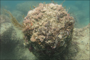 Emirates Nuclear Energy Corporation and Nawah Energy Company Witnesses Remarkable Marine Life Diversity in Waters Surrounding Barakah Facility
