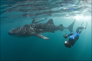 Discovery Channel Makes a Splash With ‘Arabia's Sharks: a Journey of Discovery'
