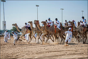 Emirati riders display patriotic fervor as 100 vie for glory in National Day Camel Marathon