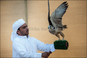 Record number of 670 compete on second day of Fazza Championship for Falconry Tilwah