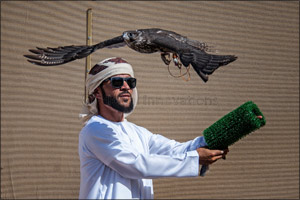 Zabeel team impress on debut in Fazza Championship for Falconry Tilwah