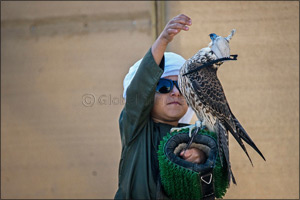 Junior falconers steal limelight in Fazza Championship for Falconry Tilwah