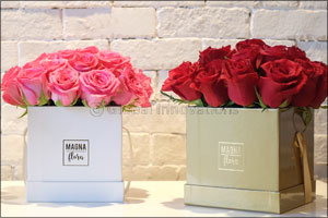 Celebrate the joy of gifting with Magna Flora