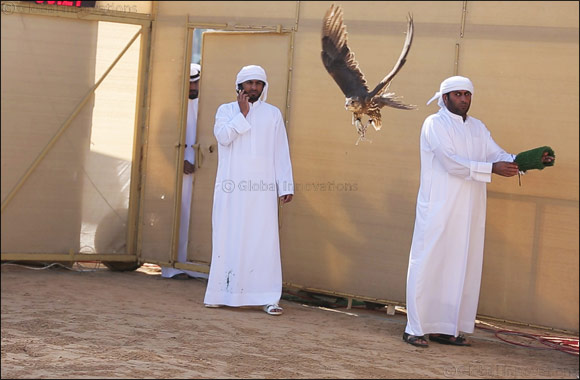 The Falcon �Ghaith' makes winning start for Fazza (Sheikh Hamdan) in Falconry Tilwah Championship