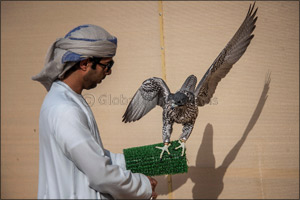 Sheikh Hamdan awards win to runner-up after ‘Ghaith' dazzles in Fazza Championship for Falconry Tilwah
