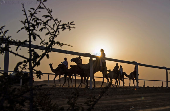 Emiratis and expatriates embark on marathon �Camel Trek' in the desert of the UAE