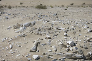 Archaeological Excavations Cast New Light on Abu Dhabi's Earliest Inhabitants