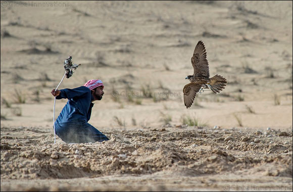F3 falconers reign supreme for second day in Fazza Championship for Falconry Tilwah �Fakhr Al Ajyal'