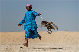 F3 falconers reign supreme for second day in Fazza Championship for Falconry Tilwah ‘Fakhr Al Ajyal'
