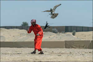 F3 falcons in stunning show on third day of Fazza Championship for Falconry Tilwah ‘Fakhr Al Ajyal'