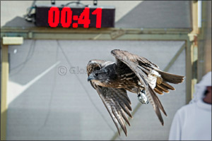 Sheikh Hamdan's falcon ‘Ghaith' breaks record in Fazza Championship for Falconry Tilwah ‘Fakhr Al Ajyal'