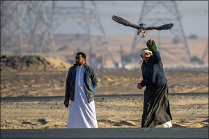 MRM falcon is fastest in qualifying round of RC Airplane (Sheikhs category) of Fazza Championship for Falconry Tilwah ‘Fakhr Al Ajyal'