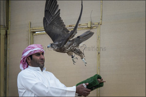 Majestic win for Sheikh Hamdan's falcon ‘Ghaith' in ‘Fakhr Al Ajyal' Championship for Falconry Tilwah