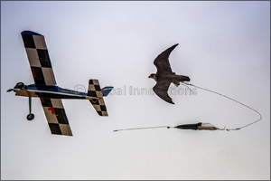 MRM Team and Hamdan Saeed Jaber grab honours in RC Airplane Finals in ‘Fakhr Al Ajyal' Championship for Falconry Tilwah