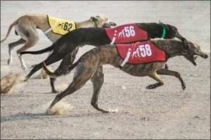 10th edition of Saluki Championships to kick-off with 10 qualifying rounds in Amateurs category