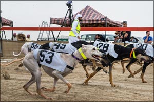 Six winners in Professional and Amateur categories crowned in 10th edition of Saluki Championships