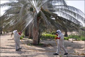 Ministry of Climate Change and Environment Oversees Spraying Organic Insecticide on 26,000 Palm Trees Affected by Dust Spider