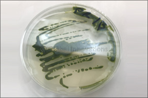 NYU Abu Dhabi researchers identify unique UAE green alga with properties that may provide an alternative to palm oil