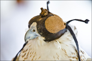 Registration Opens for the Fazza Championships for Falconry 2018