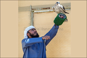 Records fall as Fazza Championship for Falconry – Telwah opens for  General Public