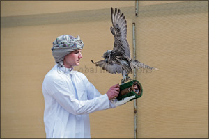 Dubai-based Briton makes waves on debut in Fazza Championship for Falconry – Telwah