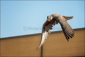 Record numbers expected for 6th edition of Fakhr Al Ajyal (Pride of Generations) Championship for Falconry - Telwah