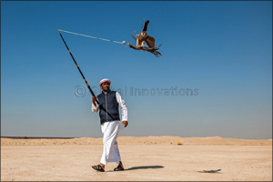 Elite falconers to vie for top honours in Fakhr Al Ajyal Championship for Falconry - Telwah