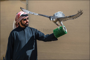 Team F3-K steal limelight with treble triumph on first day of Fakhr Al Ajyal Championship for Falconry - Telwah