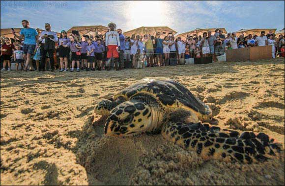 Dubai Tourism Extends Its Support to Local Turtle Rehabilitation Project