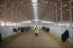 Mazoon Dairy marks milestone in economic development of Oman with the arrival of 1,600 dairy cows