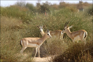 Explore Responsibly and Preserve Dubai's Diverse Landscape