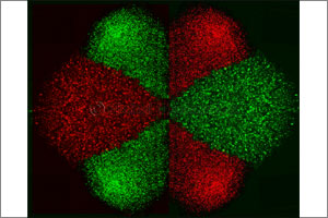 NYU Abu Dhabi researchers develop Micro-Electro-Fluidic Probe (MeFP) technology to isolate and pattern cells