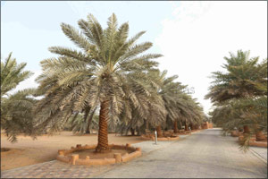Palm Tree Added to UNESCO's Representative List of Intangible Cultural Heritage as Shared Arab Heritage Element Between 14 Arab Countries