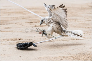 Emiratis deepen their love for falconry