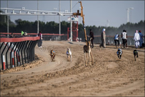 Hamdan Bin Mohammed Heritage Center  Concludes a Record-Breaking Year for Heritage Sports
