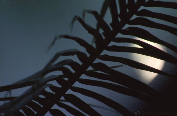 Award-Winning Artist Amar Kanwar Joins Scholars in a Public Virtual Roundtable to Explore Interconnection as the Globe Battles With COVID-19