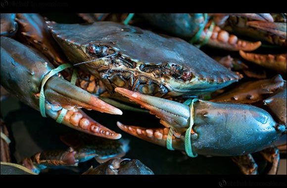 Five Unusual Seafoods & Shellfish Available  At The Waterfront Market - Deira