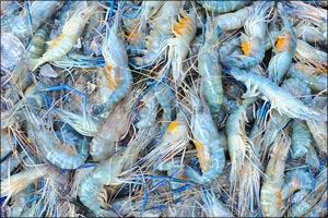 Five Unusual Seafoods & Shellfish Available  At The Waterfront Market - Deira