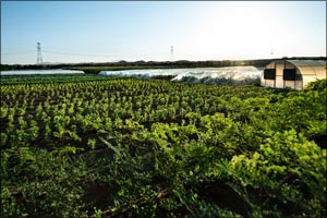 Carrefour Teams Up With Emirates Bio Farm to Sow Seeds for a Healthier Future