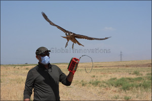 Sheikh Zayed Falcon Release Programme Marks its 25th Year with a New Milestone